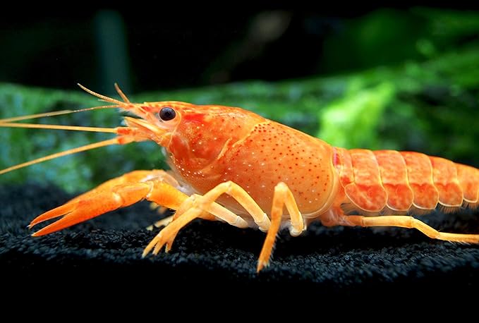 Aquatic Arts Neon Red Crayfish (Male / Female Pair) | Live Freshwater Aquarium Lobster / Crawfish / Crawdad / Real Living Fish Tank Pet