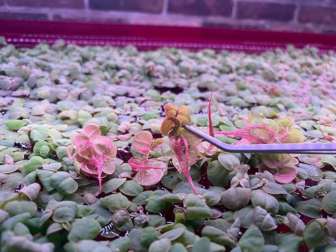 Red Root Floater Live Aquarium Plants, Phyllanthus Fluitans (60+ Leaves)