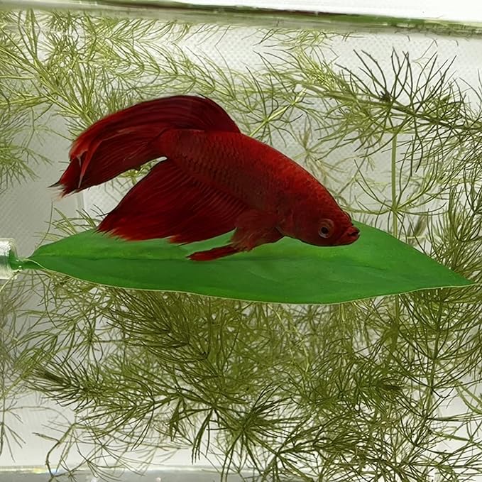 Magnetic Betta Leaf Hammock Bed for Aquariums and Fish Tanks (2-Pack)
