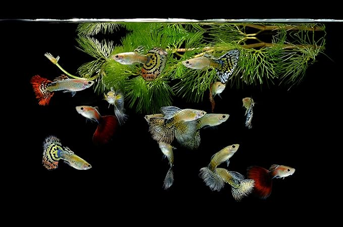 Ultra Guppy Micro Bit Mix Fish Food - Guppy,Endlers,Most Small Fish,Spirulina A320 (2oz)