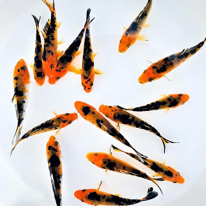 Toledo Goldfish Live Red & Black Colored Standard Fin Koi, Beautiful Live Fish Perfect for Ponds, Tanks, and Aquariums – 4-5 Inches, 20 Count