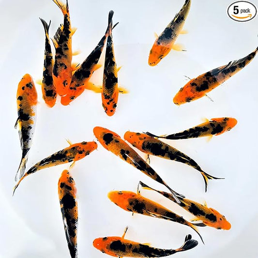 Toledo Goldfish Live Red & Black Colored Standard Fin Koi, Beautiful Live Fish Perfect for Ponds, Tanks, and Aquariums – 5-6 Inches, 5 Count