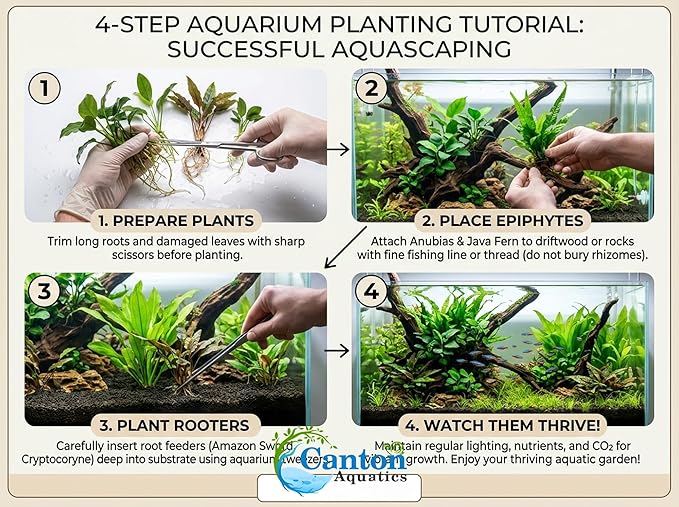 Live Aquarium Plants Essential Bundle 4 Pack for Up to 10 Gallon Tanks, Assorted Freshwater Plants for Aquascaping