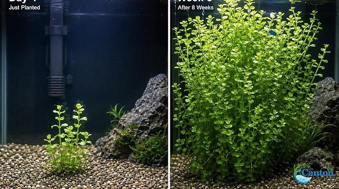 Moneywort Bacopa Monnieri Live Aquarium Plant Stem Bundle Freshwater Easy Beginner Background Plant - Low-Medium Light