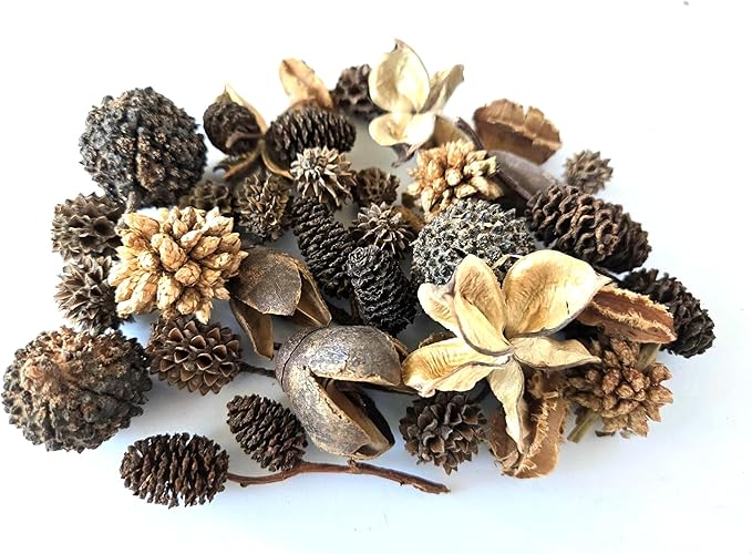 Natural Botanical Seed Pods, 37-Piece Premium Small Seed Pod Mixed Variety Pack, Bioactive Botanicals, Nano Terrarium Decor, Isopod Food and Hides, Aquarium Botanicals