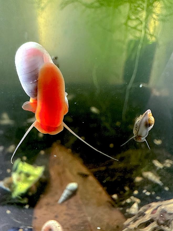 Wpc-Co. Ramshorn Snails - RED Color - Freshwater Aquarium Algae Eater - Ten Juvenile to Adult Ramshorn Snails Assorted Sizes Red Color - Aquarium Cleanup Crew - 10 Aquarium Ramshorn Snails