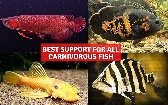 Carnivorous Arowana Fish Food High Protein 55% Tropical Fish Oscar & Pleco Catfish Fish Feed Floating Pellet 100 g. Astaxanthin Color Enhancing Nutritious for Growth Fast, BUILD BODY MUSCLE & SKELETON
