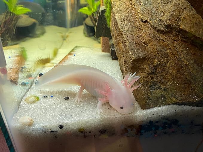 Gourmet Axolotl Soft Food Pellet Mix 3.2mm & 4.0mm (12oz)- A6