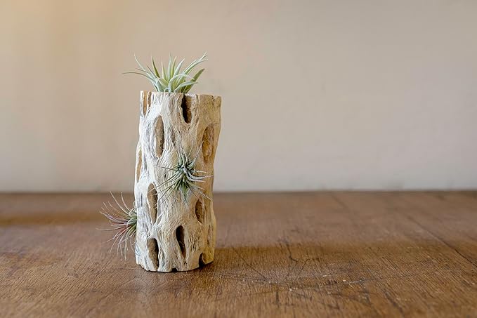 SuperMoss Cholla Wood, Natural, 12 in
