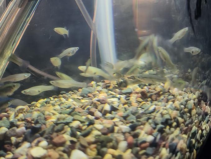 30 Live Mosquito Fish, Pond Fish