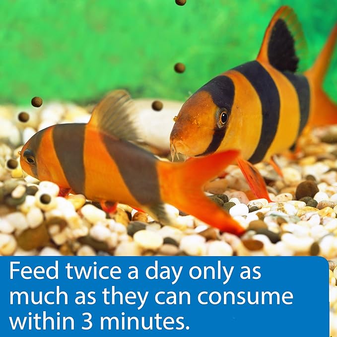 API Bottom Feeder PELLETS with Shrimp Fish Food 1.3-Ounce Container (Pack of 2)