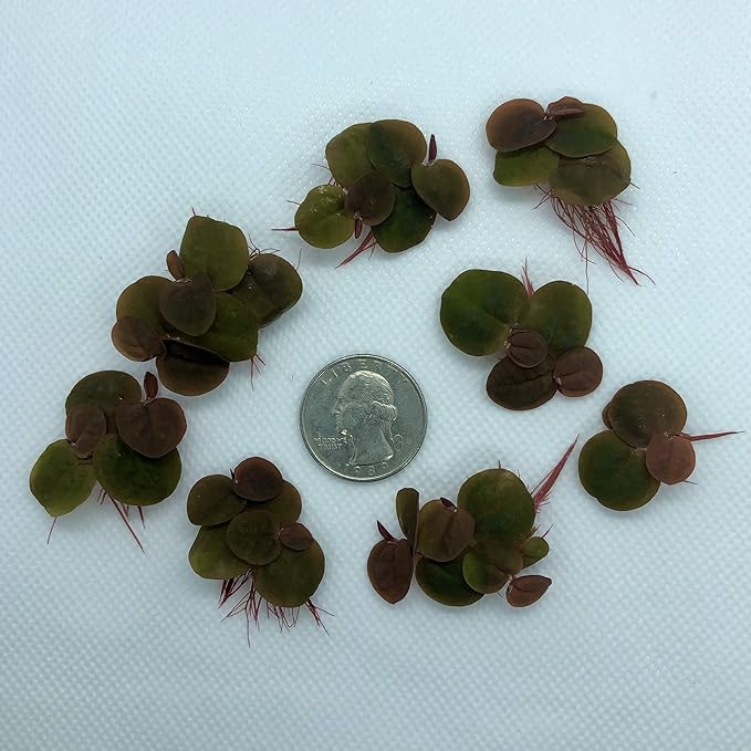 Aquarigram 60+ Leaves Red Root Floaters Live Floating Plants for Aquarium (Phyllanthus Fluitans)…