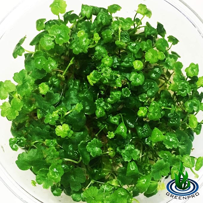 Dwarf Pennywort Japan Tissue Culture | Hydrocotyle Tripartita Japan Freshwater Live Aquarium Plant