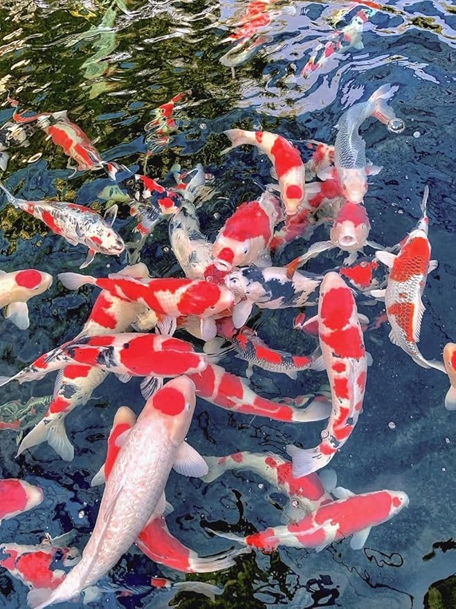 Dainichi Koi Fish Food, All-Season 11 lb Bag – Medium Floating Pellets (5.5 mm) for Koi, Goldfish and Pond Fish – Cold-Weather and Winter Formula – Easily Digestible Wheat Germ Formula