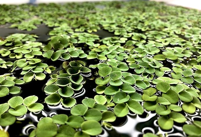 Aquarigram 50+ Leaves Velvet Water Spangles (+Mystery Plant) Live Aquatic Floating Plant for Aquarium (salvinia cucullata) Plants + Invisible Feeding Ring