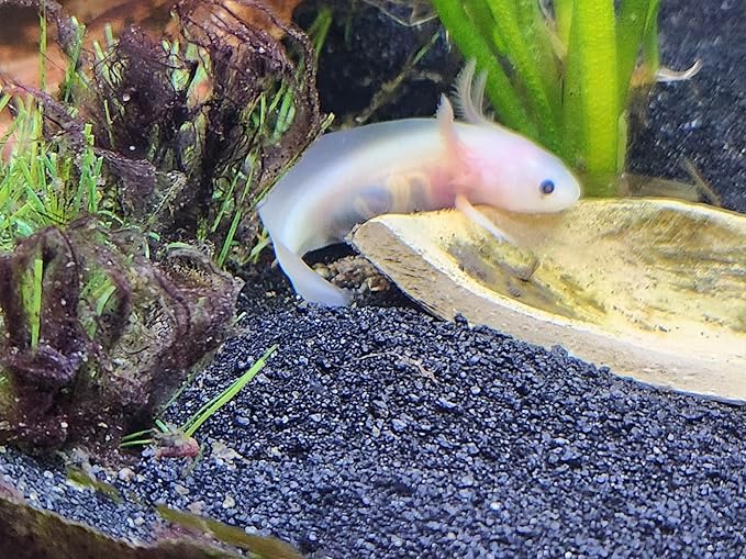 African Aquatic Clawed Frog Soft Bits (Squid & Krill 2.4mm Soft Pellet, 2oz)