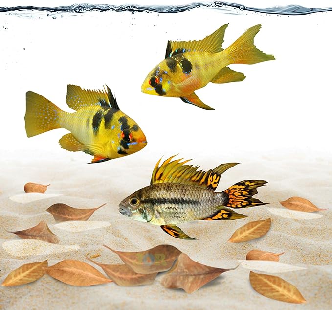 JOR Catappa Indian Almond Leaves for Ammonia Control, Aquarium Water Stabilizer and Treatment, Ideal for Betta Fish, Shrimp, Tetras, Freshwater & Tropical Tanks, 60 Pcs Per Pack
