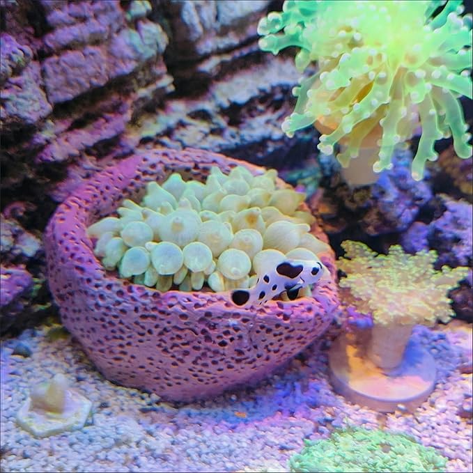 Anemone Nest, Saltwater Aquarium Accessories, Anemone Ideal Habitat, Nipple Nest for Aquarium Aquascaping (Flat Mouth 2.75 in) (Extra Large)
