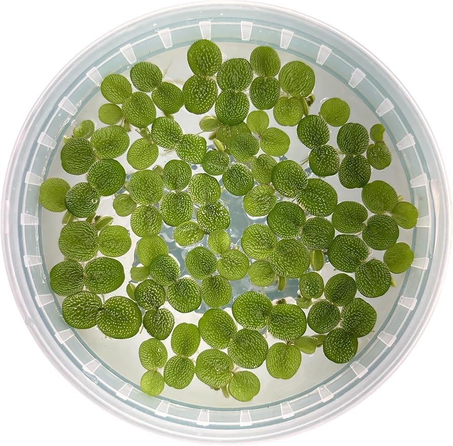 60+ Leaves Water Spangles - Salvinia Minima Floating Live Aquarium Plants