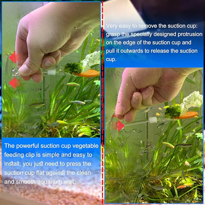 4pcs Suction Cup with Clip Aquarium Suction Cup Clips Seaweed Fish Feeding Clip Saltwater Aquarium Veggie Feeder clamp Fish Accessories (4pcs Suction Cup with Long Clip)