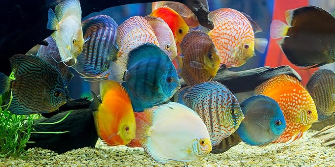 Ultra Beef Heart,Krill & Spirulina Flake Food Mix for Discus,Angelfish & Cichlids, All Tropical Fish,A334 (6oz)
