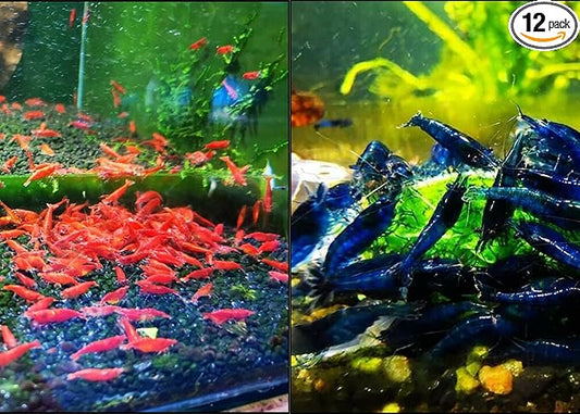 5+1 Fire Red and 5+1 Blue Dream Shrimps Live Freshwater Shrimp Aquarium Neocaridina Inverts RCS