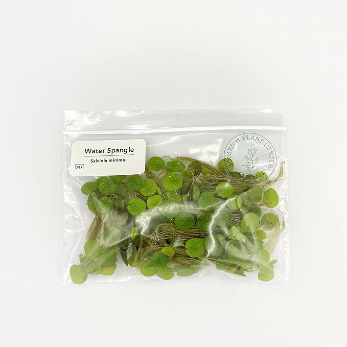 Water Spangle, Salvinia Minima, Live Aquarium/Aquatic/Freshwater/Floating/Pond Plant/Planted Tank/Aquascaping/Paludarium by Aquarium Plant Center (24 Plants, 120+ Leaves)