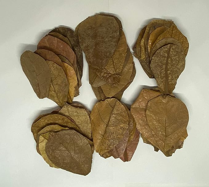 Awesome Aquatic Shrimp & Betta Leaves Catappa/Indian Almond, Dadap, Mulberry Natural Habitat Tannin Producing Improves Immunity Easy to USE (Catappa Mini 2 in 25 Pk)