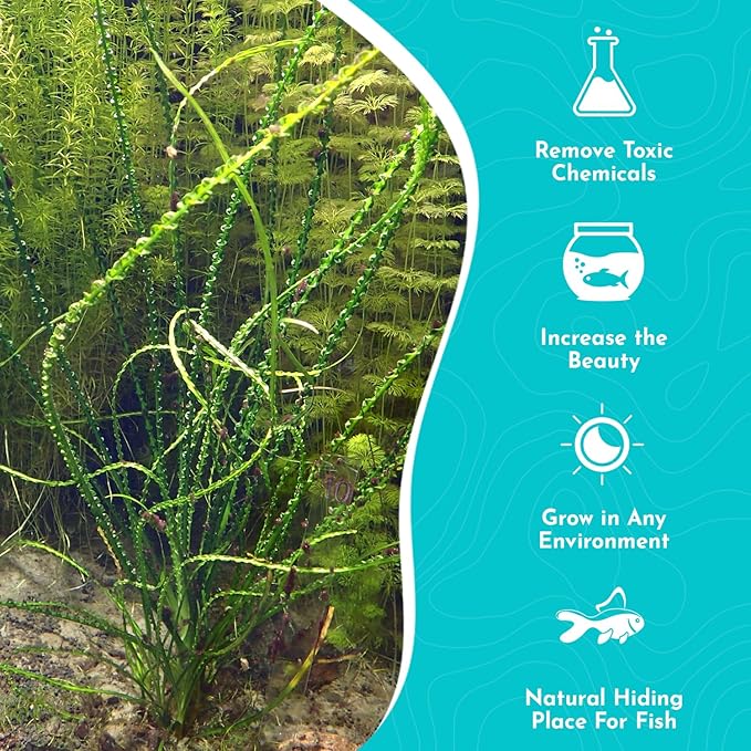Live Aquarium Crinum Calamistratum Plant - Improve Water Quality - Promotes Aquatic Breeding - Fast Growth, Long Lasting & Easy to Care - 1 Crinum Calamistratum Plant, Green