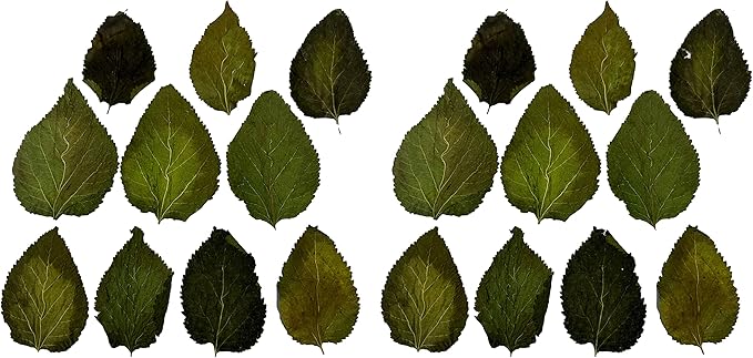 Awesome Aquatic Mulberry Shrimp Leaves Natural Botanical Leaf Food Organic Treat Aquarium Fish Shrimp Terrarium High Protein Vitamin Mineral Fiber Healthy Habitat Environment (Mulberry 20 pk)