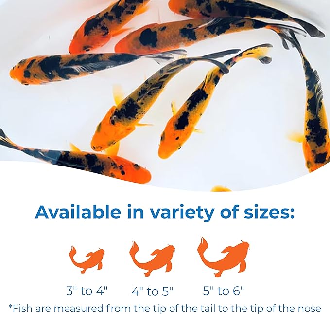 Toledo Goldfish Live Red & Black Colored Standard Fin Koi, Beautiful Live Fish Perfect for Ponds, Tanks, and Aquariums – 4-5 Inches, 20 Count