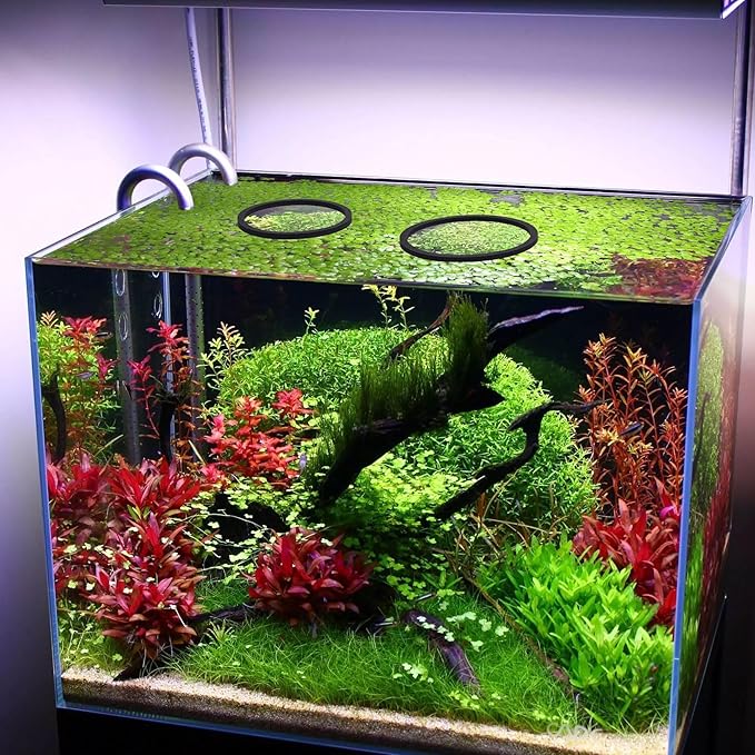 PAGOW 10pcs Fish Feeding Rings Set, 5 Sizes Round Floating Aquarium Plant Corral, Fish Tank Aquarium Accessories for Betta (Black)