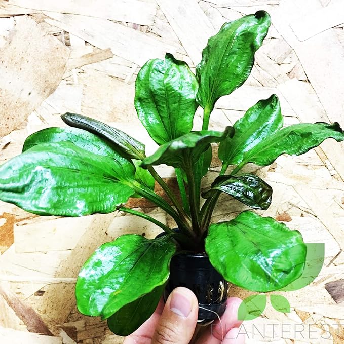 Echinodorus Hadi Red Pearl Potted Tropical Live Aquarium Plants Decorations for Fish Tank BUY2GET1FREE Healthy Enviroment Low Maintenance