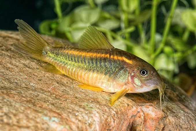 Ultra 12mm Wafer Mix with Spirulina & Bug Wafers,Cory Cats,Pleco Fish 16oz A413