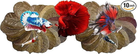 Awesome Aquatic Betta Shrimp Leaves 50 4"-6" Premium Catappa Indian Almond Leaves Aquarium Fish Shrimp Betta Tanks Blackwater Habitat Health Color Natural Habitat Tannin Improves Immunity