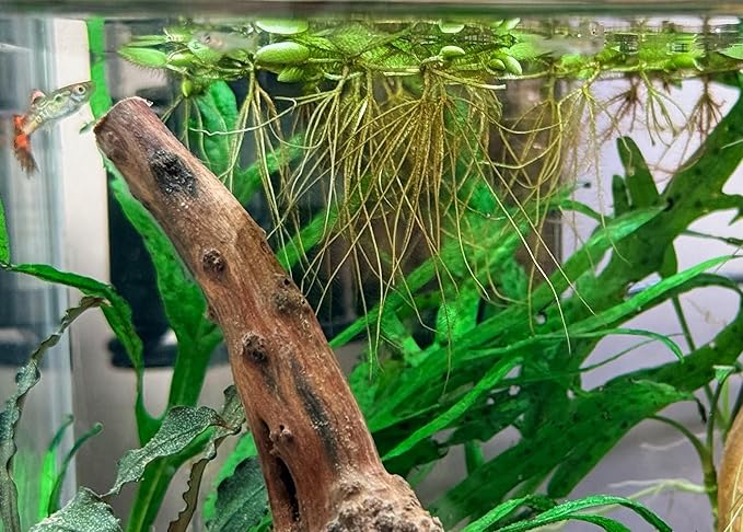 Water Spangle, Salvinia Minima, Live Aquarium/Aquatic/Freshwater/Floating/Pond Plant/Planted Tank/Aquascaping/Paludarium by Aquarium Plant Center (12 Plants, 60+ Leaves)