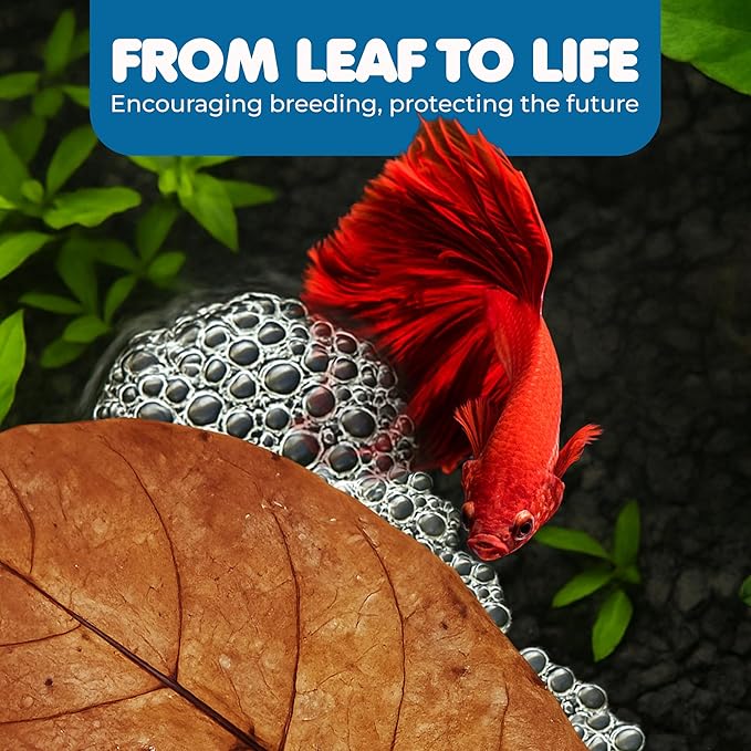 SunGrow 20 Pcs Large Catappa Indian Almond Leaves for Fish Aquarium Tank, 7-8 Inches, Leaf for Successful Breeding & Creating Rainforest Environment, Water Conditioner Leaves for Shrimps, Betta