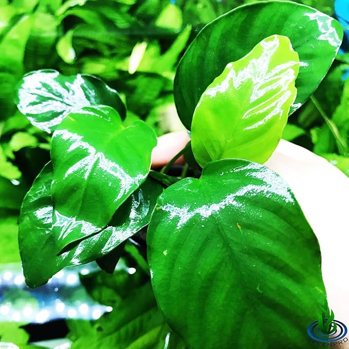 Anubias Barteri VAR Nana Potted Live Aquarium Plants Decoration for Freshwater Fish Tank by greenpro