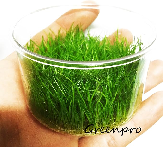 Dwarf Hairgrass Live Aquarium Plants Tissue Culture Cup Freshwater Fish Tank Decorations