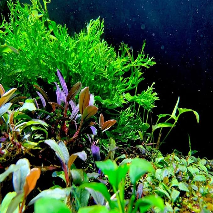 5X Java Fern Windelove Microsorum Pteropus Looses Aquarium Live Plant for Fish Tank Decoration