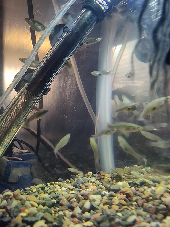 30 Live Mosquito Fish, Pond Fish