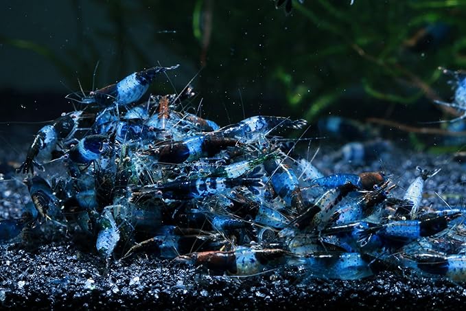 Live Freshwater Aquarium Shrimp - Neocaridina (Carbon Rili, 10 Pack)