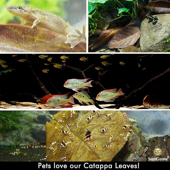 SunGrow Catappa Indian Almond Leaves, 7-8 Inches,10 Catappa Leaves for Betta Fish, Aquarium Water Conditioner, Tank Decoration, Freshwater Tank Accessories, Betta Fish Care, Aquatic Leaf Litter