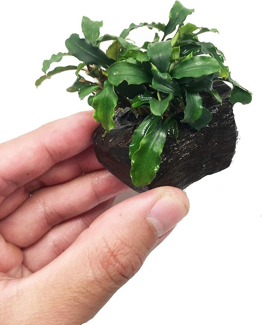 Bucephalandra 'Wavy Green' Nano On Wood Loose Background Easy Live Aquarium Plant Decorations