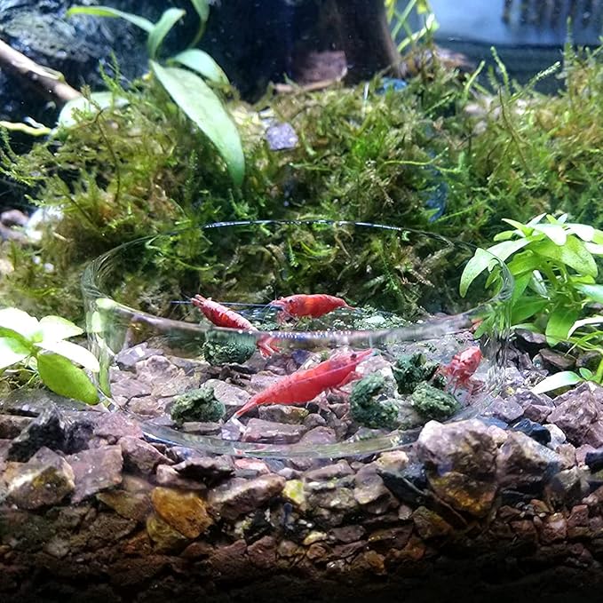 1PCS 60mm/65mm Aquarium Shrimp Feeding Dish, Glass Round Fish Feeder Bowl Reptiles Water Food Dish Clear Dishes Tray