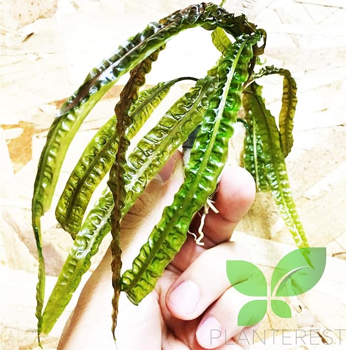 Cryptocoryne Balansae Long Leaves Rooted Live Aqiarium Plants Rhizome BUY2GET1FREE