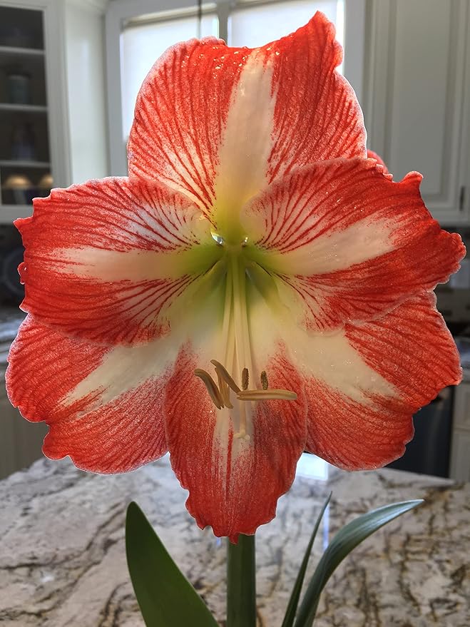 2 Amaryllis Minerva Huge Bulb 28-36cm! Great Holiday Gift! Easy Grow Bulbs!