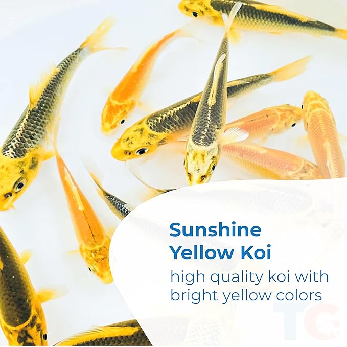 Toledo Goldfish Live Sunshine Yellow Koi, Mix of Standard or Butterfly Fin Species, Perfect for Ponds, Tanks, and Aquariums - 4-5 Inches, 5 Count