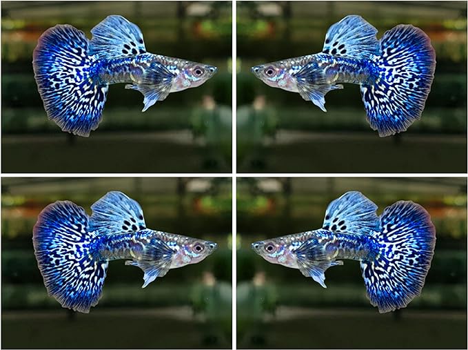 D&A Tropical Live Fish - Blue/Green Dragon Indo Mosaic Guppy, Male & Female Live Fish for Aquarium, Freshwater (1 Male)