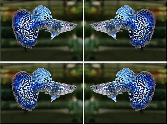 D&A Tropical Live Fish - Blue/Green Dragon Indo Mosaic Guppy, Male & Female Live Fish for Aquarium, Freshwater (1 Male)